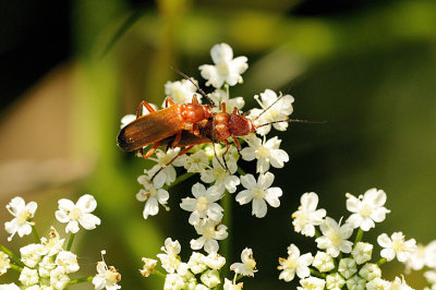 Mating pair / Prstebiller i parring