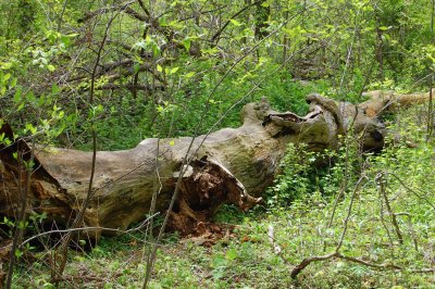 Oakwoods Nature Preserve