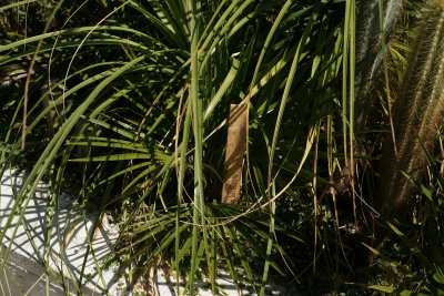 Brahea sp. 'Super Silver' no. 1