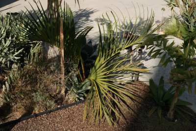 Dypsis