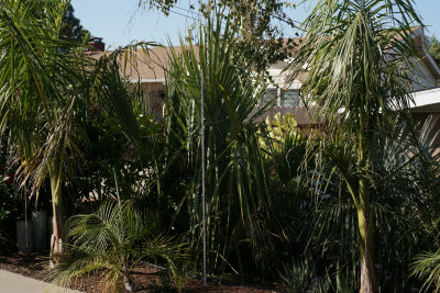 Sabal uresana