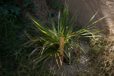 madagascariensis