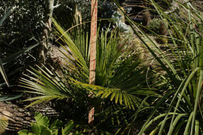 Jubaeopsis