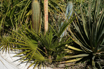 Brahea sp. 'Super Silver'