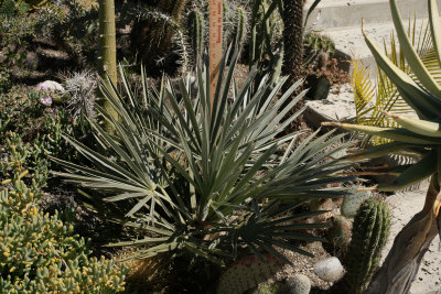 Trithrinax