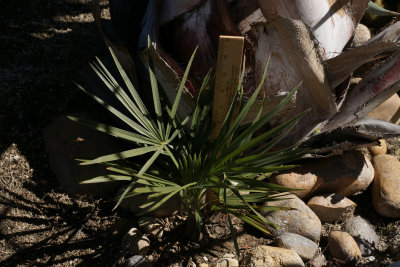 Trithrinax schizophylla