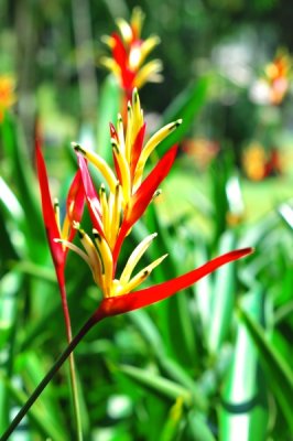 Heliconia psittacorum 'Lady Di'