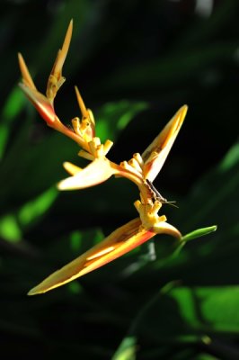 Heliconia x nickeriensis