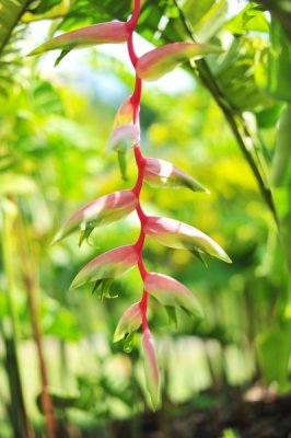 Heliconia chartacea 'Sexy Pink'