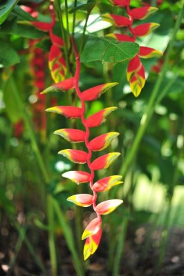 Heliconia rostrata