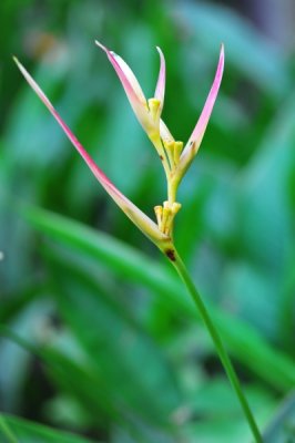 Heliconia psittacorum 'Strawberries and Cream'