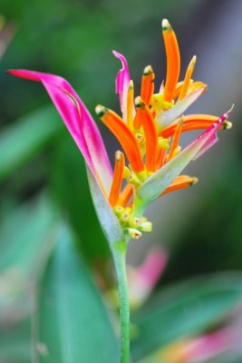 Heliconia psittacorum 'Petranova'