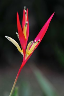 Heliconia psittacorum Lady Di