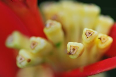 Heliconia psittacorum 'Lady Di'