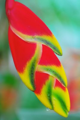 Heliconia rostrata