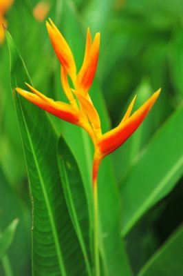 Heliconia x nickeriensis