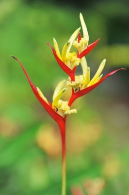 Heliconia psittacorum 'Lady Di'