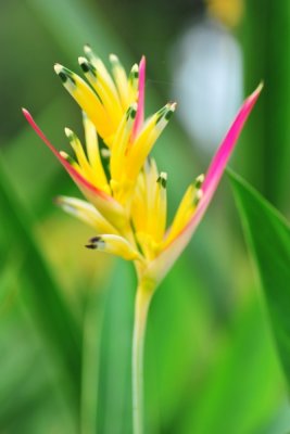 Heliconia psittacorum 'Mush'