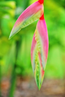 Heliconia chartacea 'Sexy Pink'