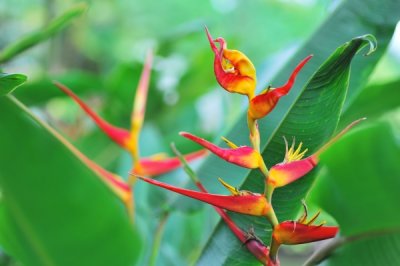 Heliconia latispatha 'Red + Yellow Gyro'