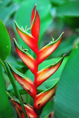 Heliconia bihai 'Lobster Claw I'