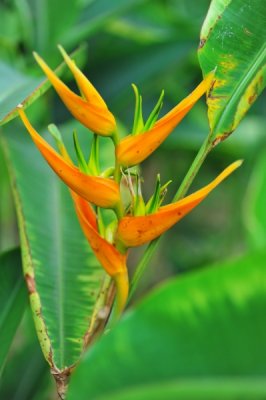 Heliconia latispatha 'Orange gyro'
