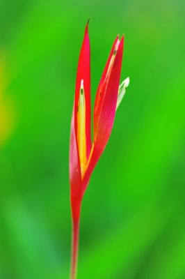 Heliconia psittacorum 'Lady Di'