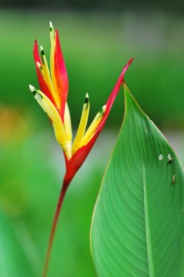 Heliconia psittacorum 'Lady Di'