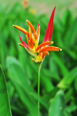 Heliconia psittacorum 'Andromeda'