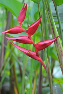 Heliconia bourgaeana x H.collinsiana cv. Pedro Outiz