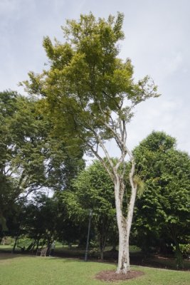 Lim Yaohui_rLawn E_Pterocarpus echinatus_Lim Yaohui_eDSCF3992.jpg