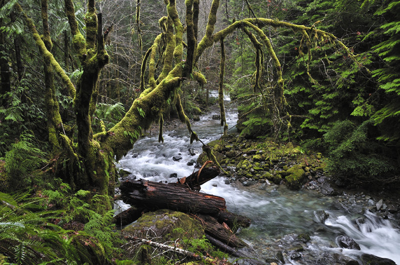 Oregon Rain Forest