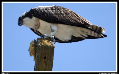 Osprey eating a fish