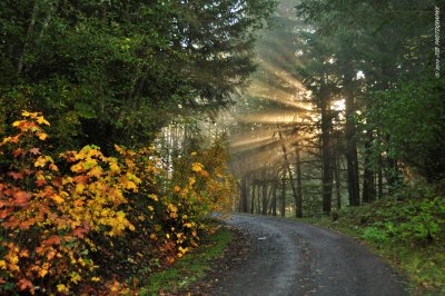 Autumn Rays by the Morning Light