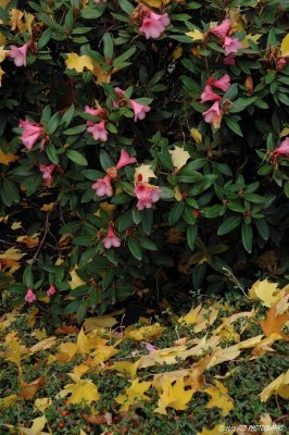 Autumn Rhododendrons