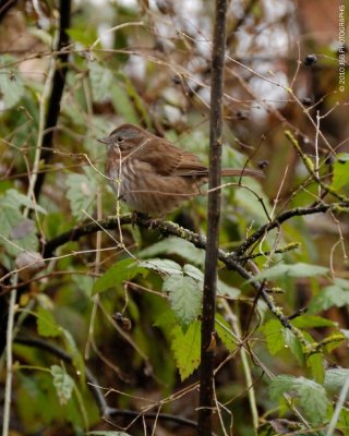 Song Sparrow