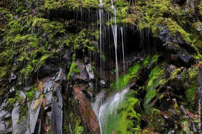 Watering moss with oregon rain