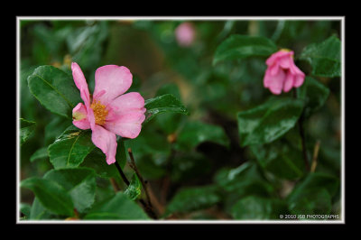 Flowers in December