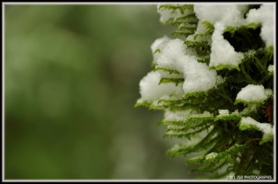 Snow on Moss 