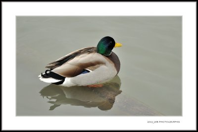 Mallard  Duck
