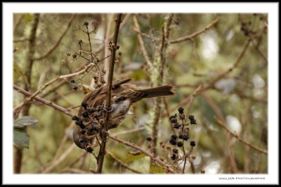 Feeding Song Sparrow