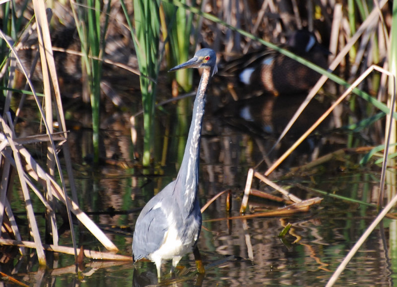 Tricolored Heron