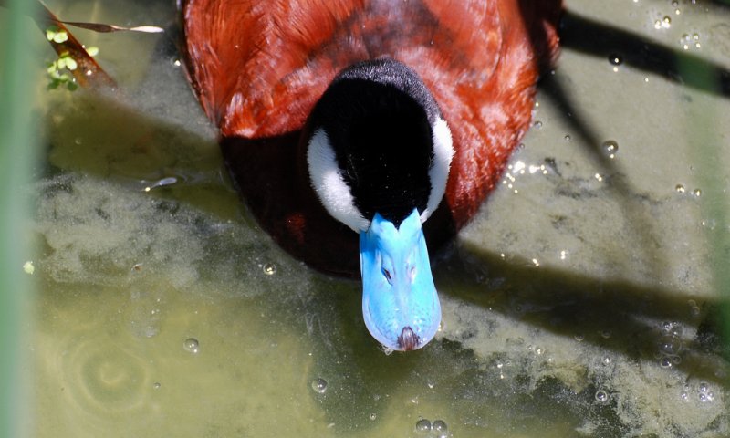 Ruddy Duck