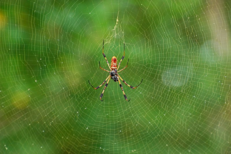Golden Silk Orb Weaver