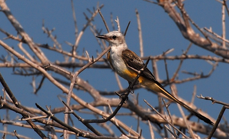 Scissor-tailed Flycatcher