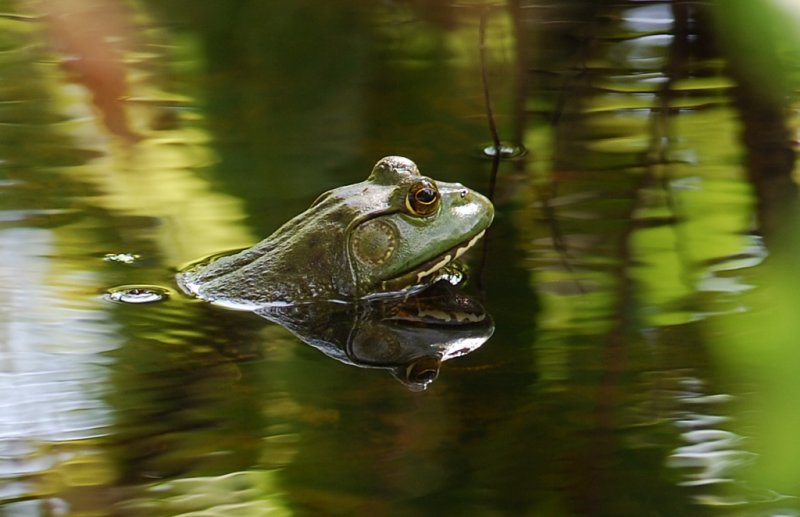 Bull Frog