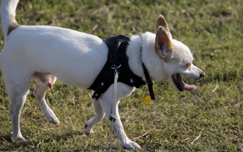  Patch