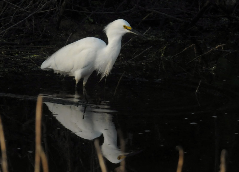 Snowy Egret