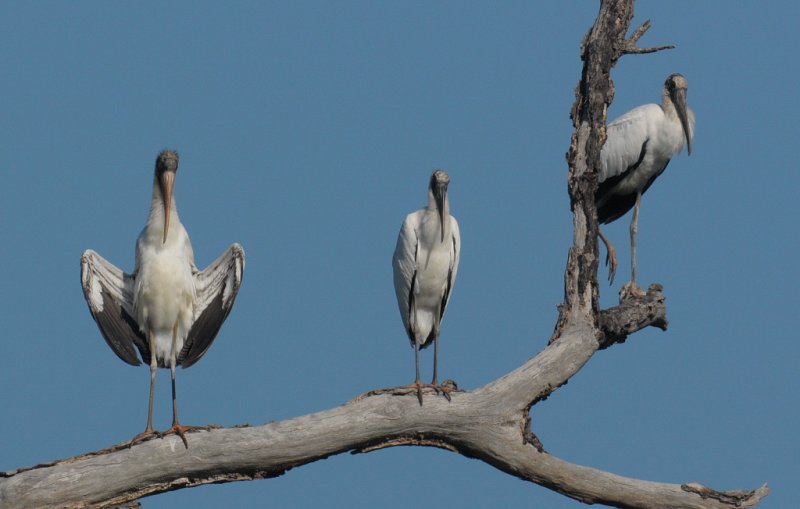 Wood Stork