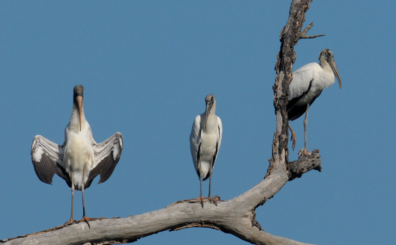 Wood Stork